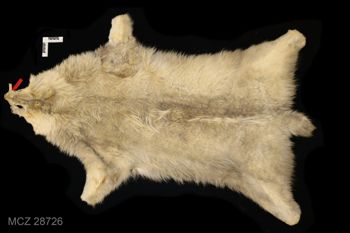 Media type: image; Mammalogy 28726   Description: Canis lupus beothucus hide.;